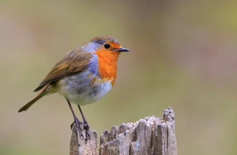 Robin (Erithacus rubecula) Stock Photos
