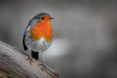 Robin (Erithacus rubecula) Stock Photos