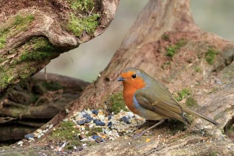 Robin (Erithacus rubecula) Stock Photos
