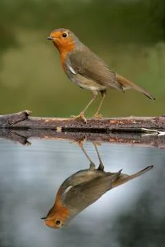 Robin, Erithacus rubecula Stock Photos
