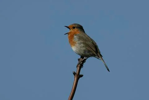 Robin, Erithacus rubecula Stock Photos