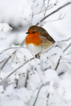 Robin, Erithacus rubecula Stock-Fotos