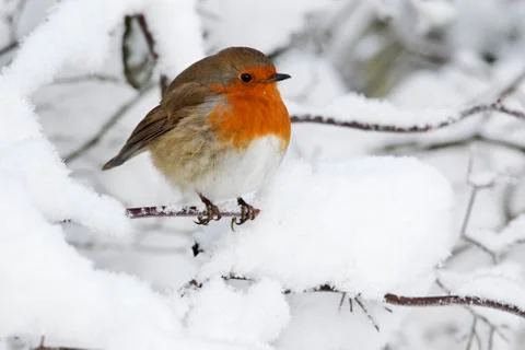 Robin, Erithacus rubecula Stock Photos