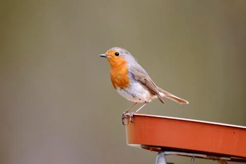 Robin, Erithacus rubecula Stock Photos