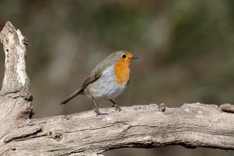 Robin, Erithacus rubecula Stock-Fotos