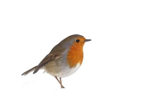 Robin, Erithacus rubecula Foto stock