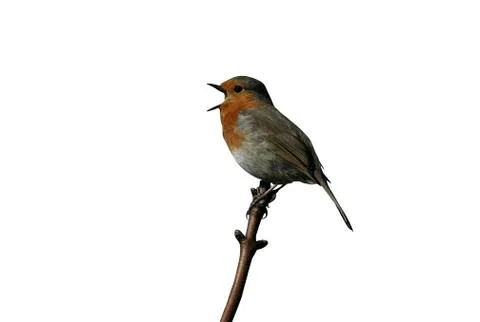 Robin, Erithacus rubecula Stock Photos