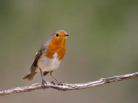 Robin, Erithacus rubecula Stock Photos