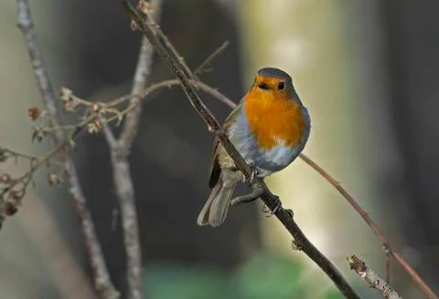 Robin-Erithacus rubecula. Foto stock