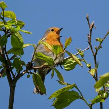 Robin-Erithacus rubecula. Stock Photos