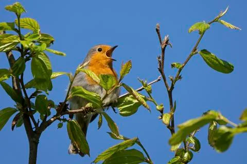 Robin-Erithacus rubecula. Stock Photos