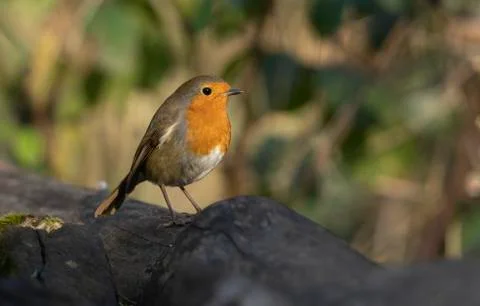 Robin-Erithacus rubecula. Stock Photos