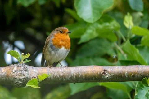 Robin-Erithacus rubecula. Stock Photos