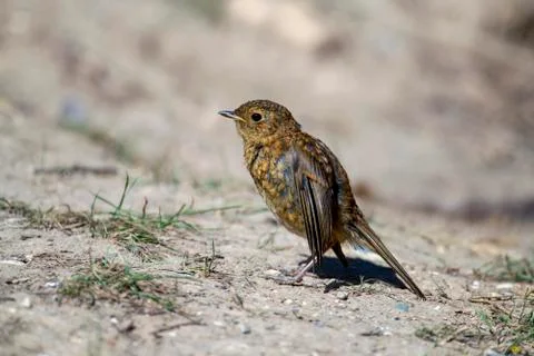 Robin-Erithacus rubecula. Stock Photos