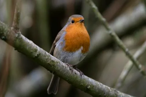 Robin-Erithacus rubecula. Stock Photos