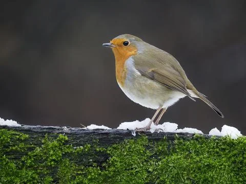 Robin, Erithacus rubecula Foto stock