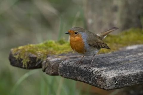 Robin-Erithacus rubecula Stock Photos