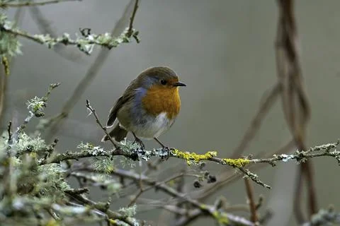 Robin-Erithacus rubecula Stock Photos