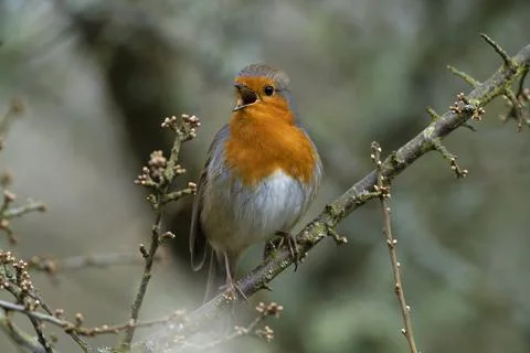 Robin-Erithacus rubecula Stock Photos