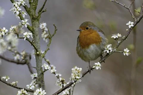 Robin-Erithacus rubecula Stock Photos