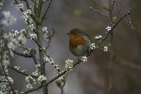 Robin-Erithacus rubecula Stock Photos