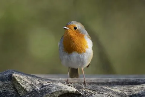 Robin-Erithacus rubecula Stock Photos