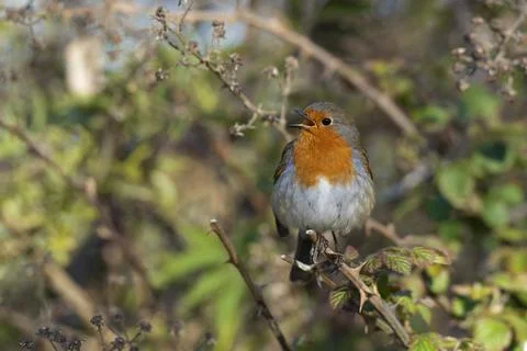 Robin-Erithacus rubecula Stock Photos