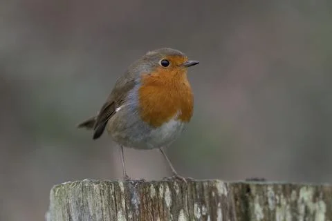 Robin-Erithacus rubecula. Stock Photos