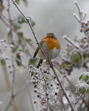 Robin-Erithacus rubecula. Stock Photos