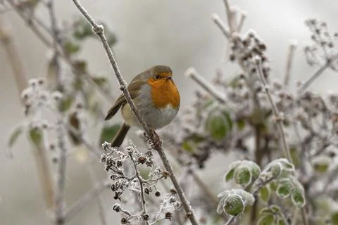 Robin-Erithacus rubecula. Stock Photos