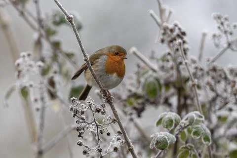 Robin-Erithacus rubecula. Stock Photos