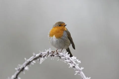 Robin-Erithacus rubecula. Stock Photos