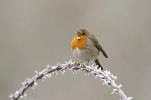 Robin-Erithacus rubecula. Stock Photos