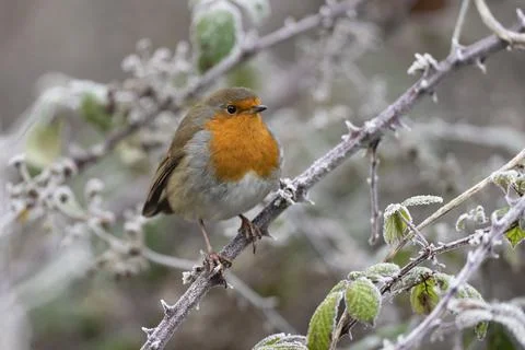 Robin-Erithacus rubecula. Foto stock