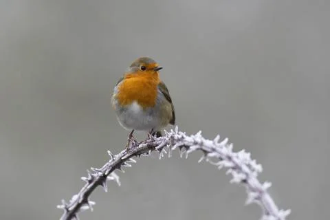 Robin-Erithacus rubecula. Stock Photos