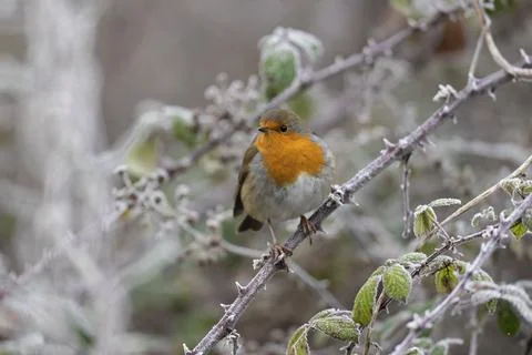 Robin-Erithacus rubecula. Stock Photos