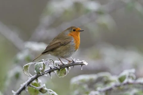Robin-Erithacus rubecula. Stock Photos