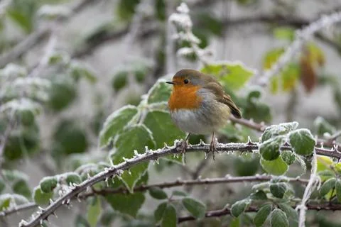 Robin-Erithacus rubecula. Stock Photos