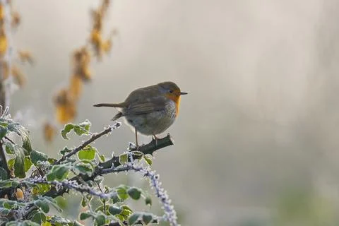 Robin-Erithacus rubecula. Stock Photos