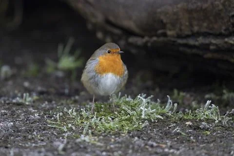 Robin-Erithacus rubecula. Stock Photos