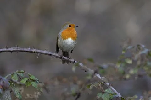 Robin-Erithacus rubecula. Stock Photos