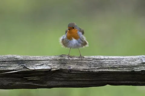 Robin-Erithacus rubecula. Stock Photos
