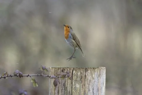 Robin-Erithacus rubecula. Stock Photos