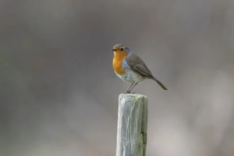 Robin-Erithacus rubecula. Stock Photos