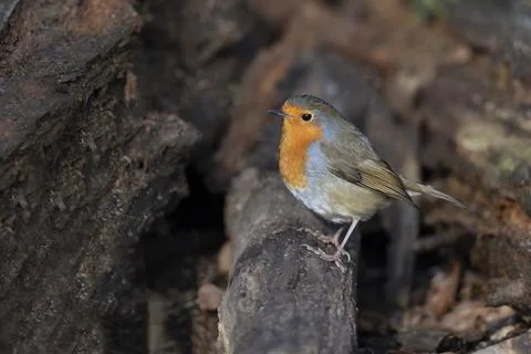 Robin-Erithacus rubecula. Stock Photos