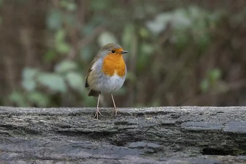 Robin-Erithacus rubecula. Foto stock