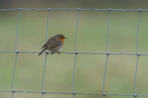 Robin-Erithacus rubecula. Stock Photos