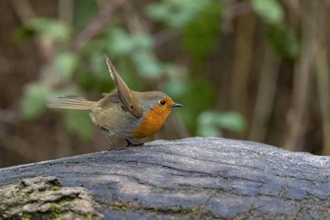 Robin-Erithacus rubecula. Stock Photos