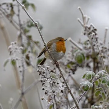 Robin-Erithacus rubecula. Foto stock