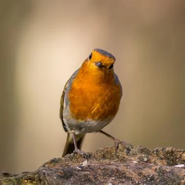 Robin (Erithacus rubecula) Stock Photos